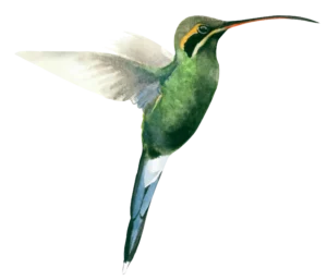 White Whiskered Hermit Bird