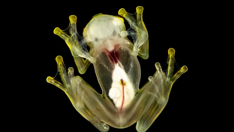 Glass Frog