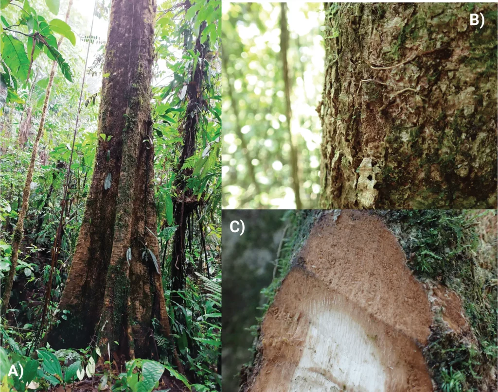 Phragmotheca centinelensis tree