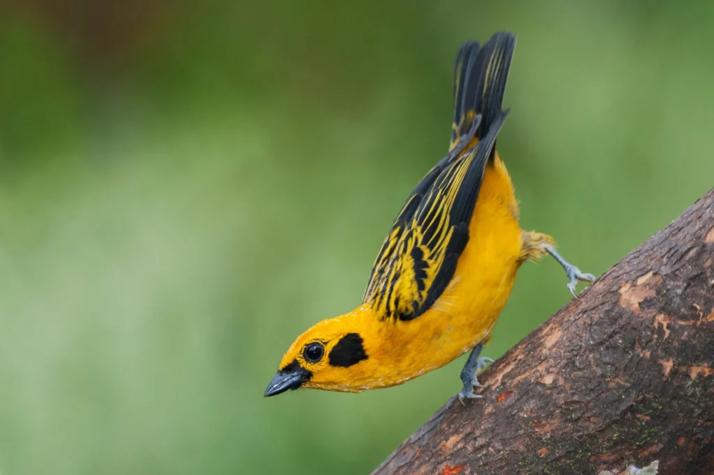 golden tanager Birdwatching in the Ecuadorian Amazon