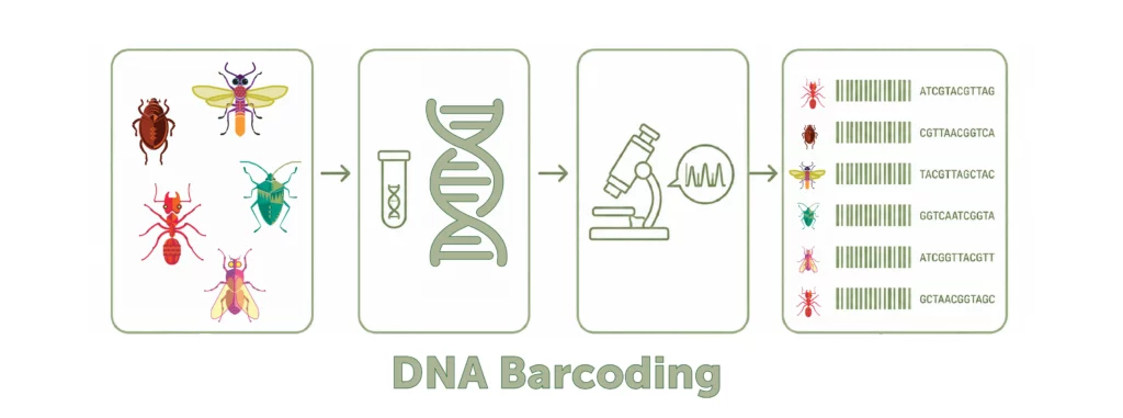 Barcode ADN