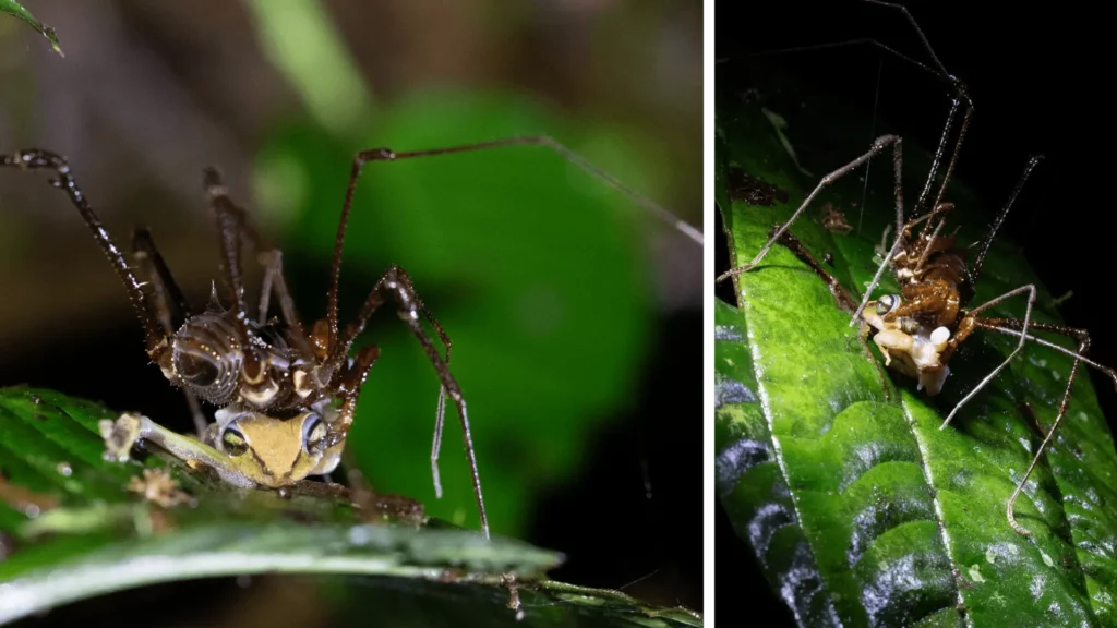 Harvestman preying on a frog