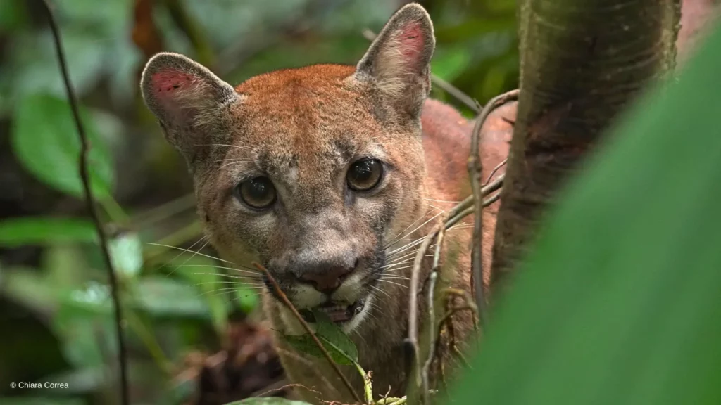 Puma in the cloud forest, Ecuador