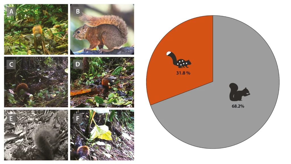 piebaldism observed in squirrels in northwestern Ecuador piebaldism observed in squirrels in northwestern Ecuador