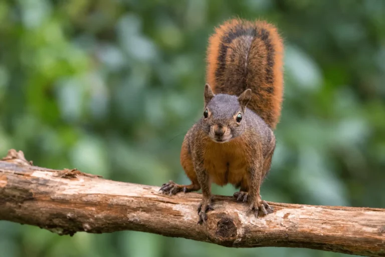 red tailed squirrel red tailed squirrel